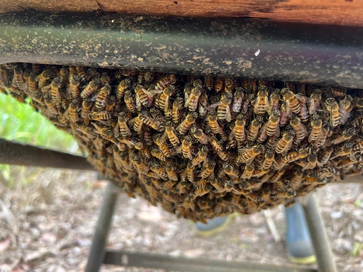 Producción de miel en Panamá crece y supera los 67 mil galones en 2025