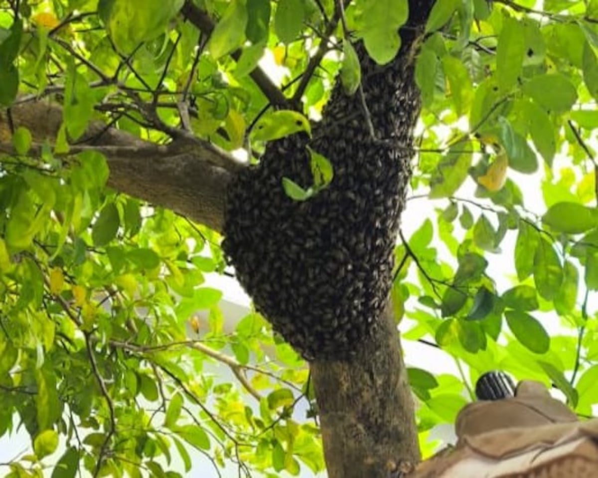 Aumentan emergencias por abejas africanizadas en Panamá: más de 5 mil 600 casos atendidos en 2026