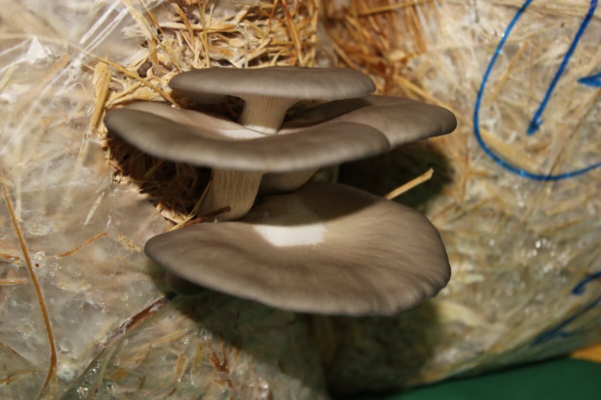 No descarte a los hongos de su dieta, poseen fibra, vitaminas y minerales