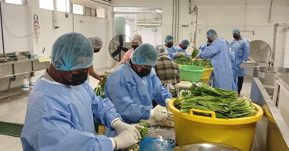Coclé impulsa producción de culantro y arroz en el campo 
