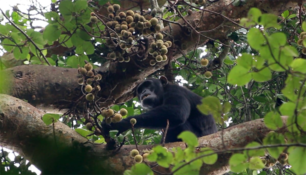 Según estudio Chimpancés beben ‘sin querer’: frutas les aportan el alcohol de dos cócteles al día