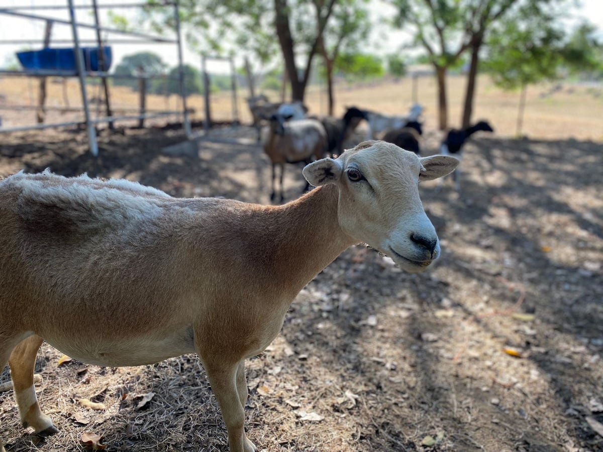 Así cuidan las pezuñas y combaten la anemia en hatos de Azuero