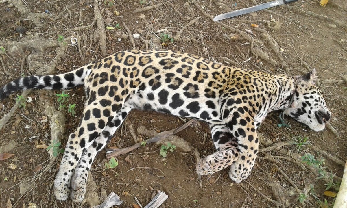 ¡SE BUSCA! Las autoridades panameñas requieren a este hombre por crueldad animal