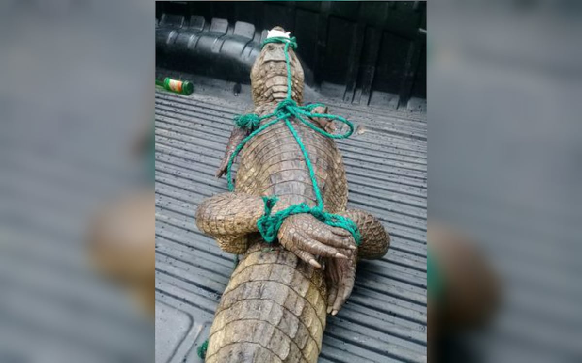 ¡QUÉ SUSTO! Mujer encuentra en su baño a lagarto de dos metros en Felipillo
