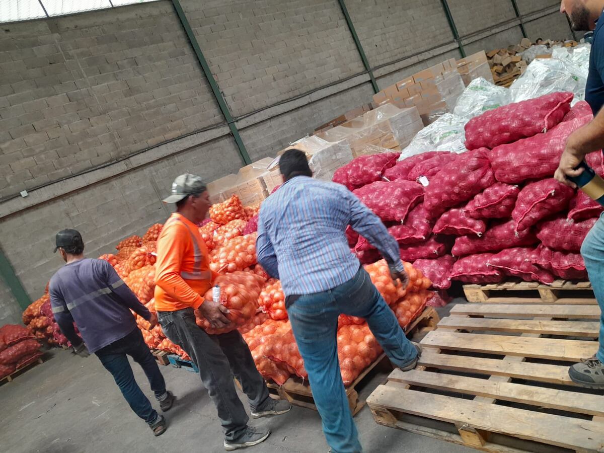 Productores de Coclé certificarán 40 mil quintales de cebolla para venta directa