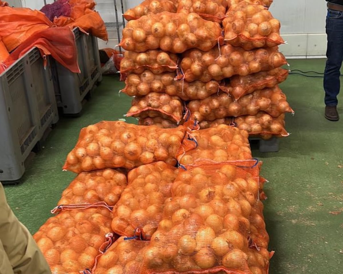 Coclé afina el manejo de la cebolla tras gira técnica en Volcán