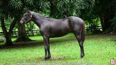 Haras San Miguel exhibirá 33 ejemplares antes de su subasta del 13 de octubre