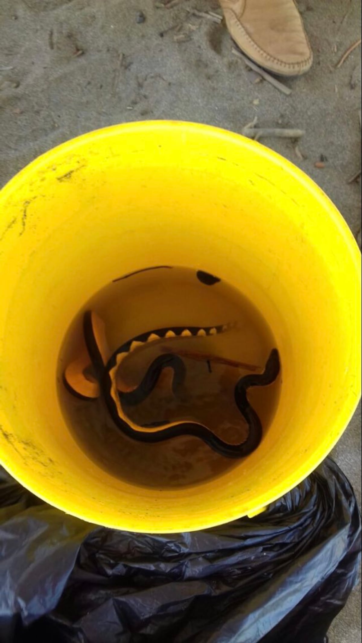¡UY! En Playa Monagre elevan la bandera roja por presencia de culebras