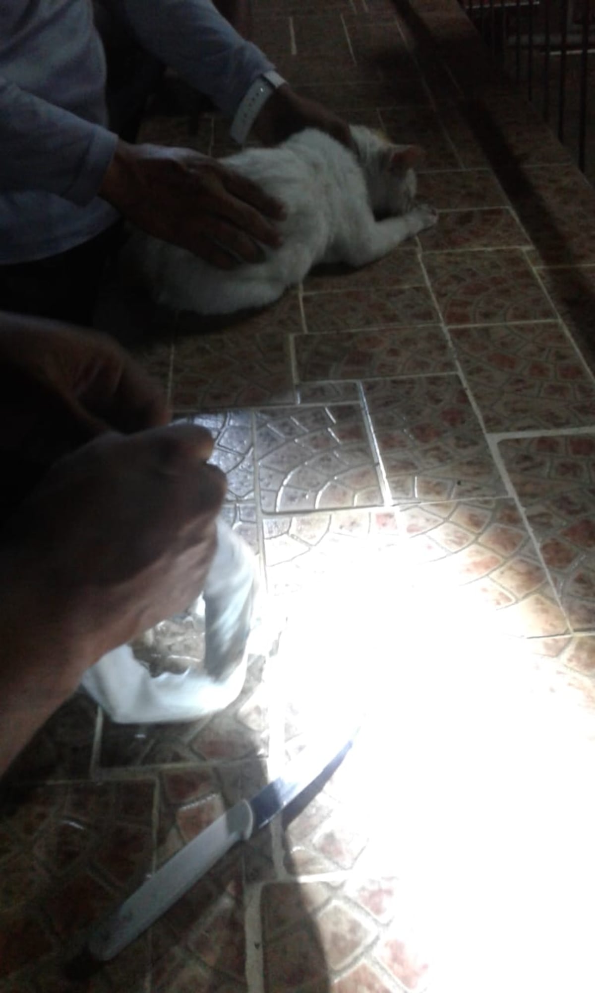 Llevan a la ‘narcogata’ rescatada a Jelou y presentadora de TV la adopta. Le cambian el ‘look’