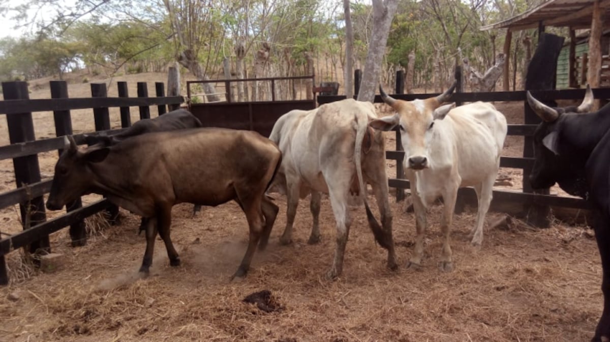 Cuatreros azotan a productores en Chiriquí