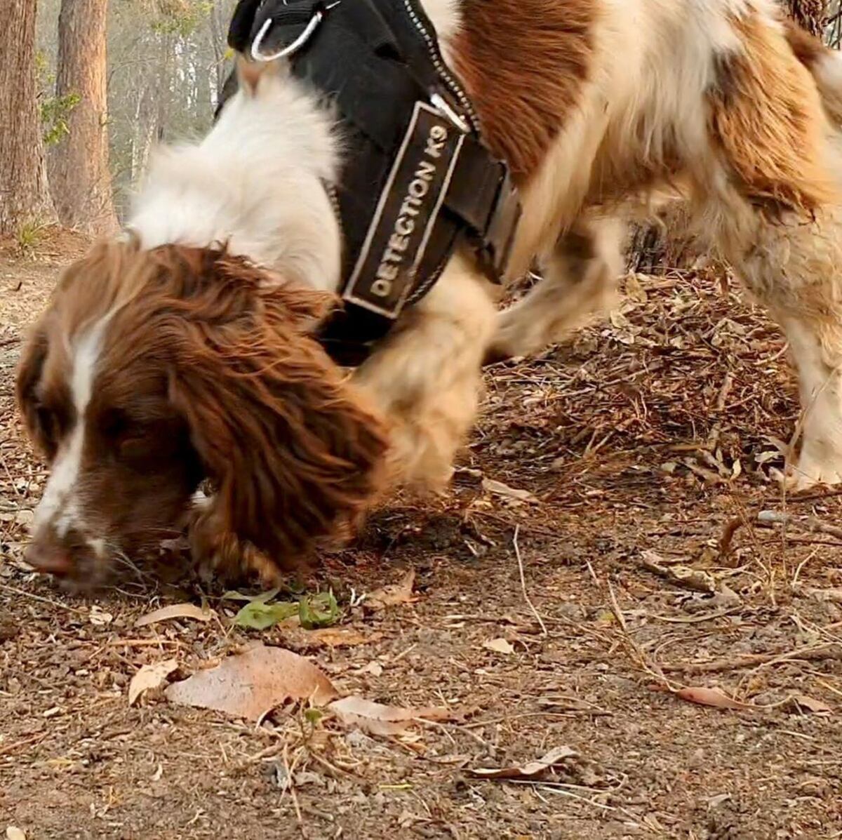 Conoce a Taylor, la perrita que busca koalas en los incendios en Australia |Video