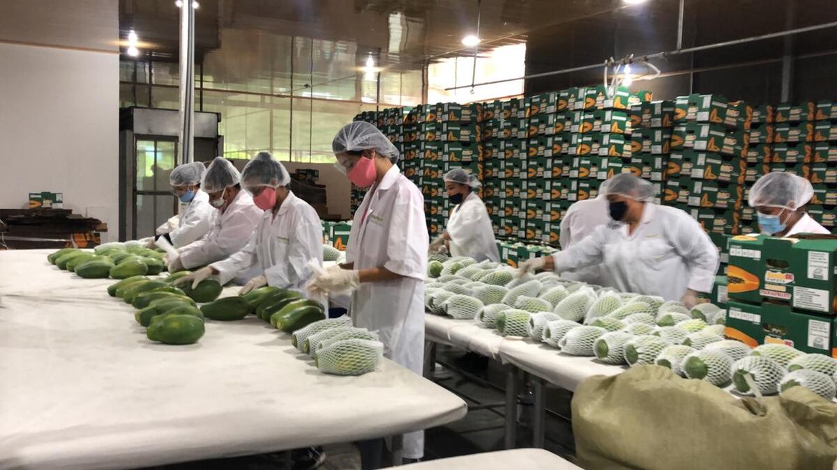 Meto. Ahora los gringos si comerán papayas chiricanas 