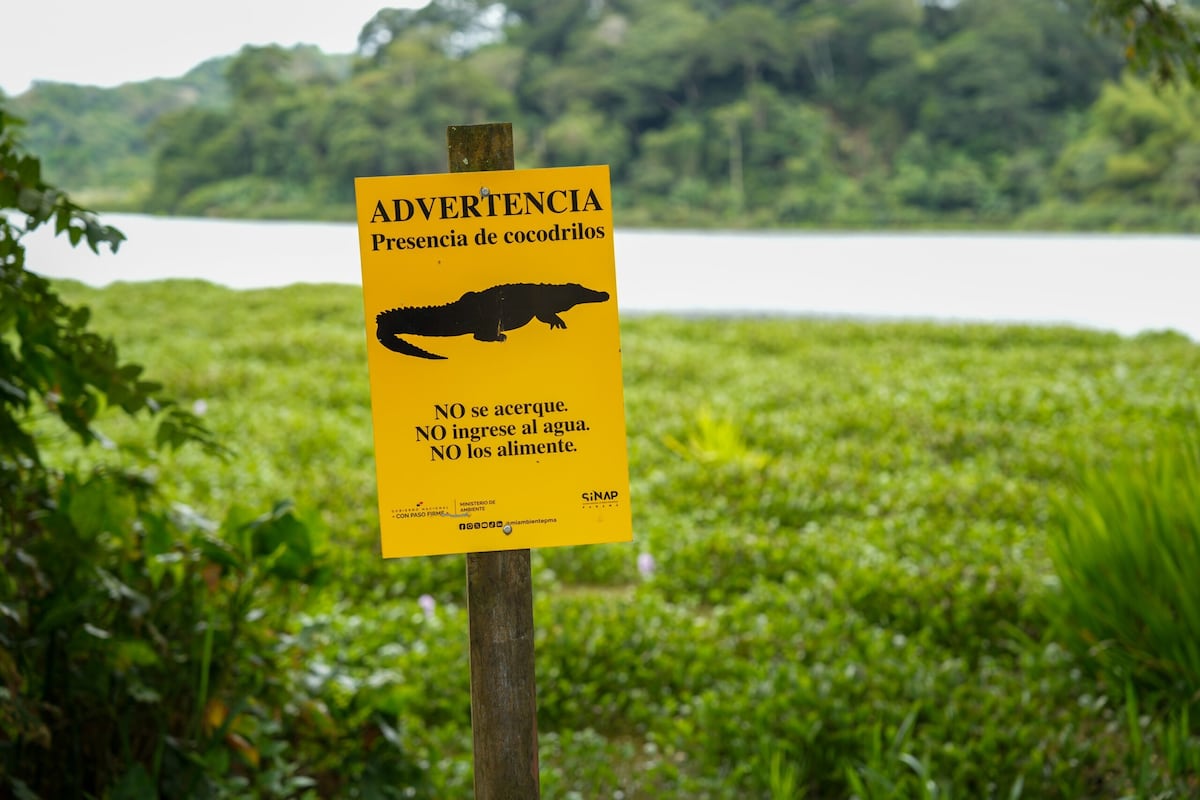 Cocodrilos en Panamá tendrán nuevo protocolo