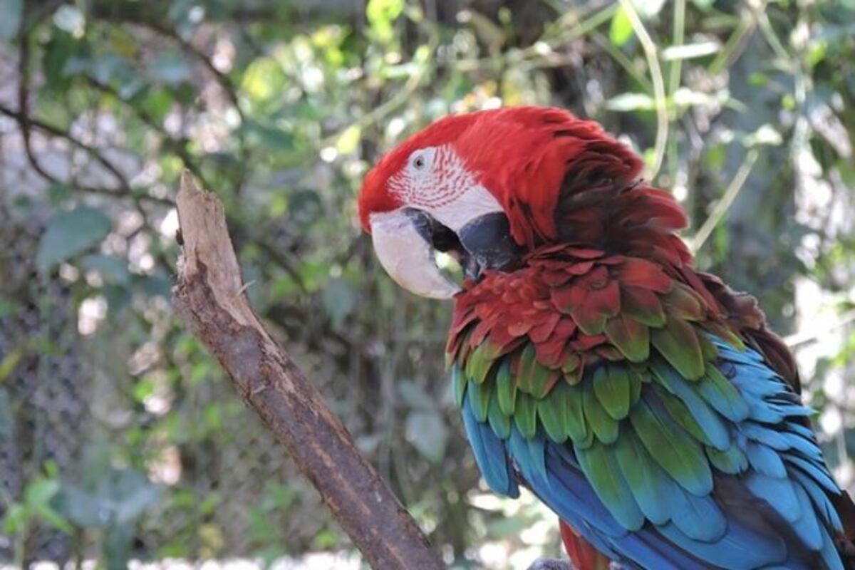 Guacamaya viral sorprende  al bailar al ritmo de 50 Cent | VIDEO 