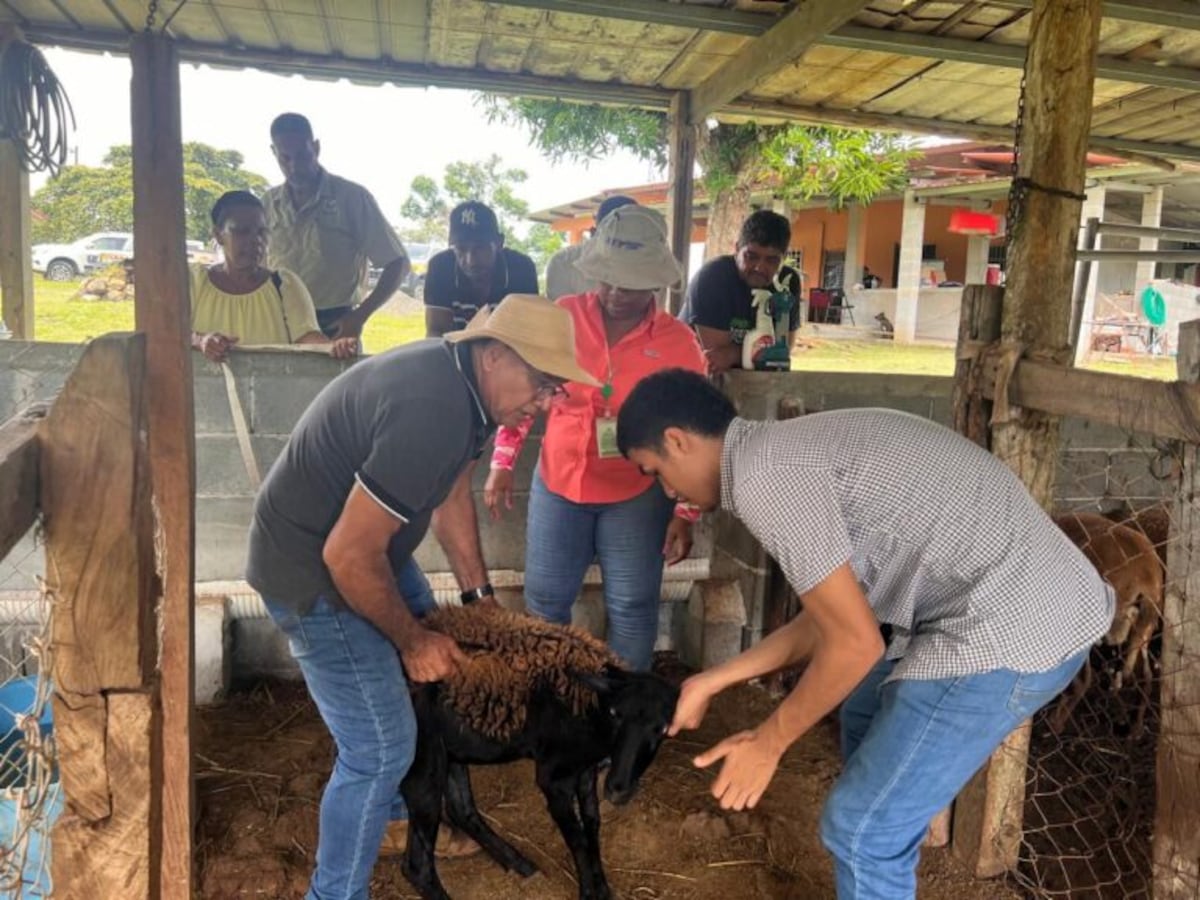 Innovación y Técnica en la Capacitación Ovino-Caprino en Colón