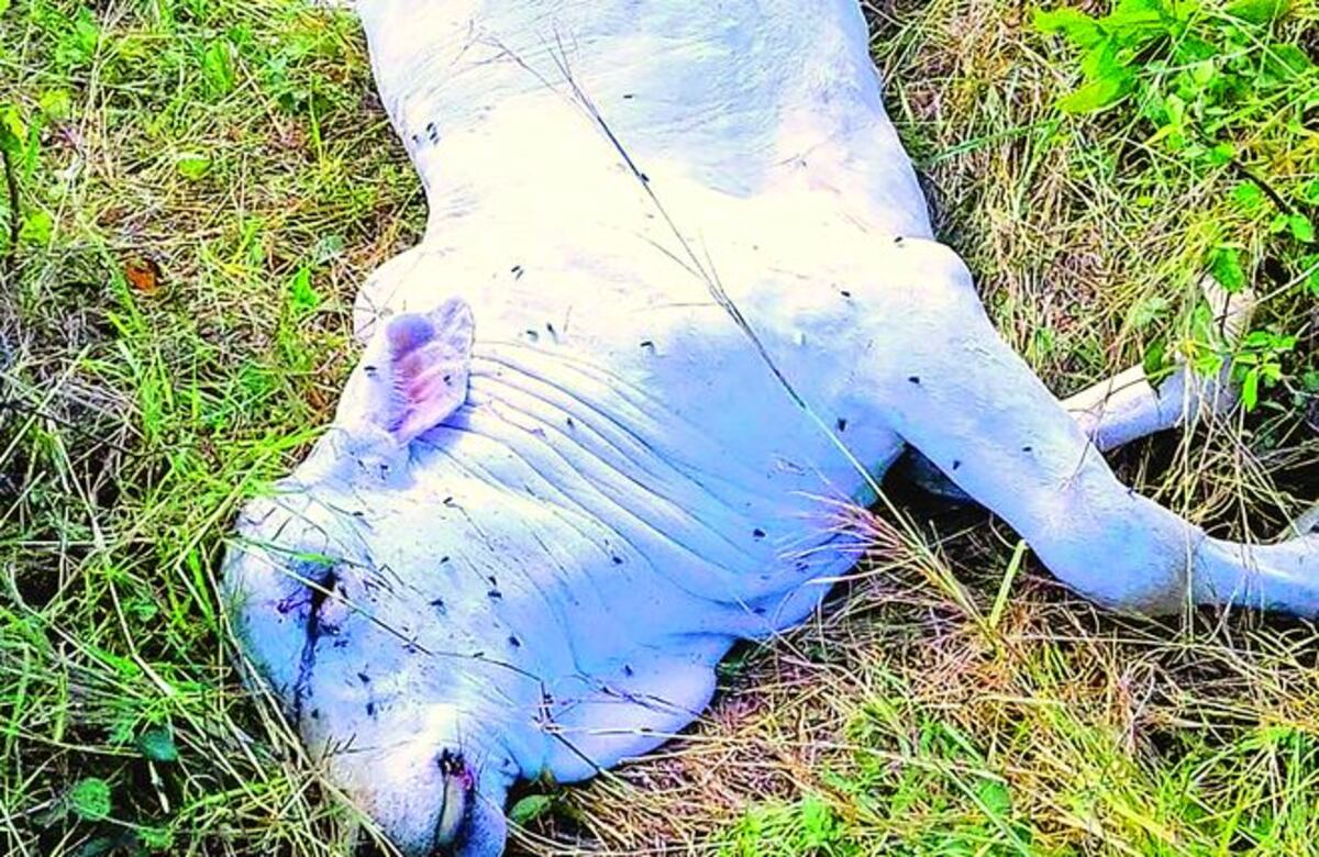 ¡MUERTE MISTERIOSA! De reses en Veraguas 