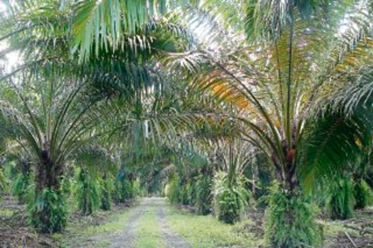 Huelga de trabajo en Chiriquí llegó a su fin 