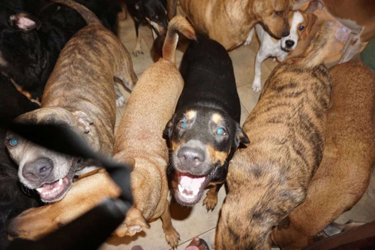 ¡Heroína! Refugió en su casa a 97 perros callejeros para salvarlos del huracán Dorian