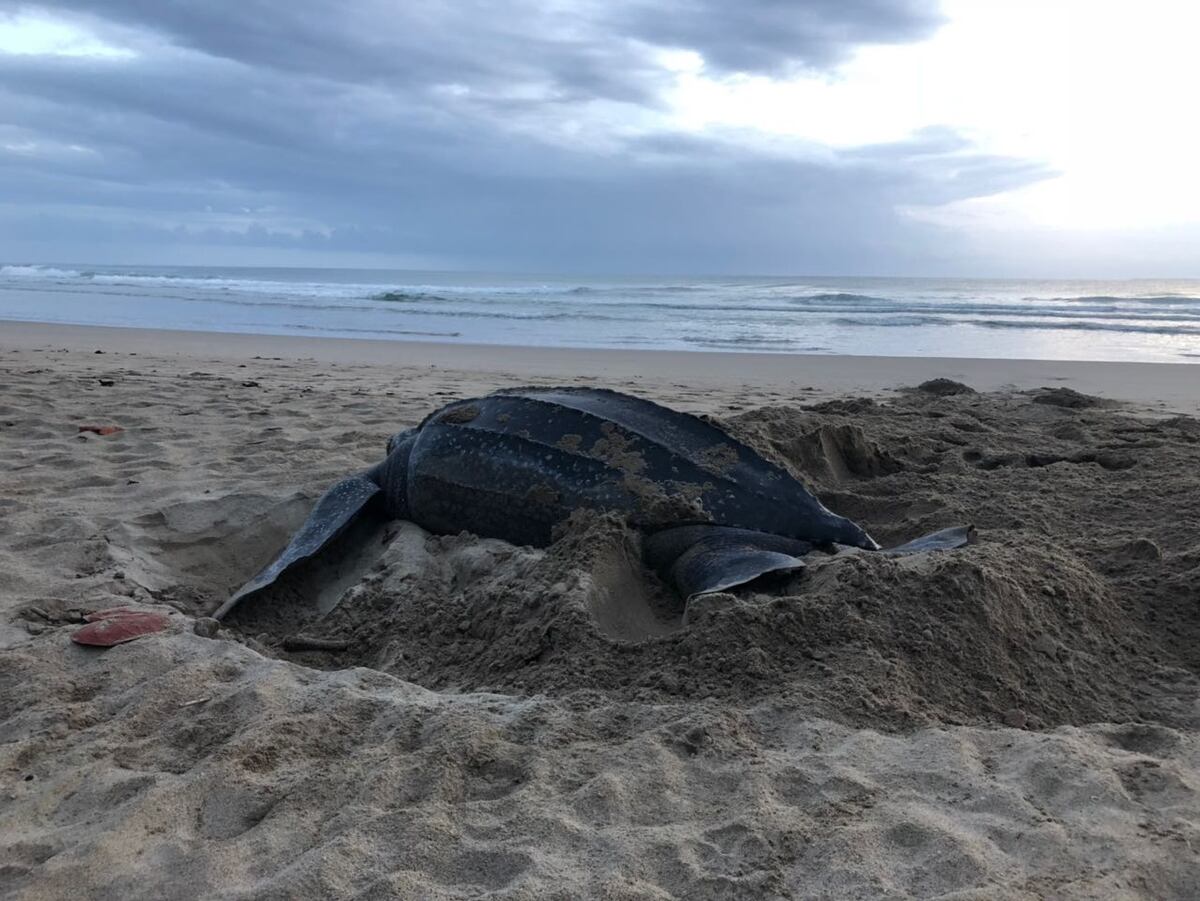 Aumenta el consumo de tortugas en medio de la pandemia de la covid-19 en Panamá