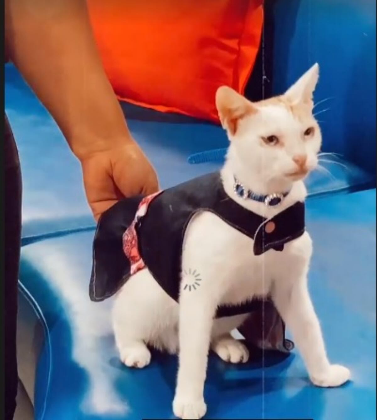 Llevan a la ‘narcogata’ rescatada a Jelou y presentadora de TV la adopta. Le cambian el ‘look’