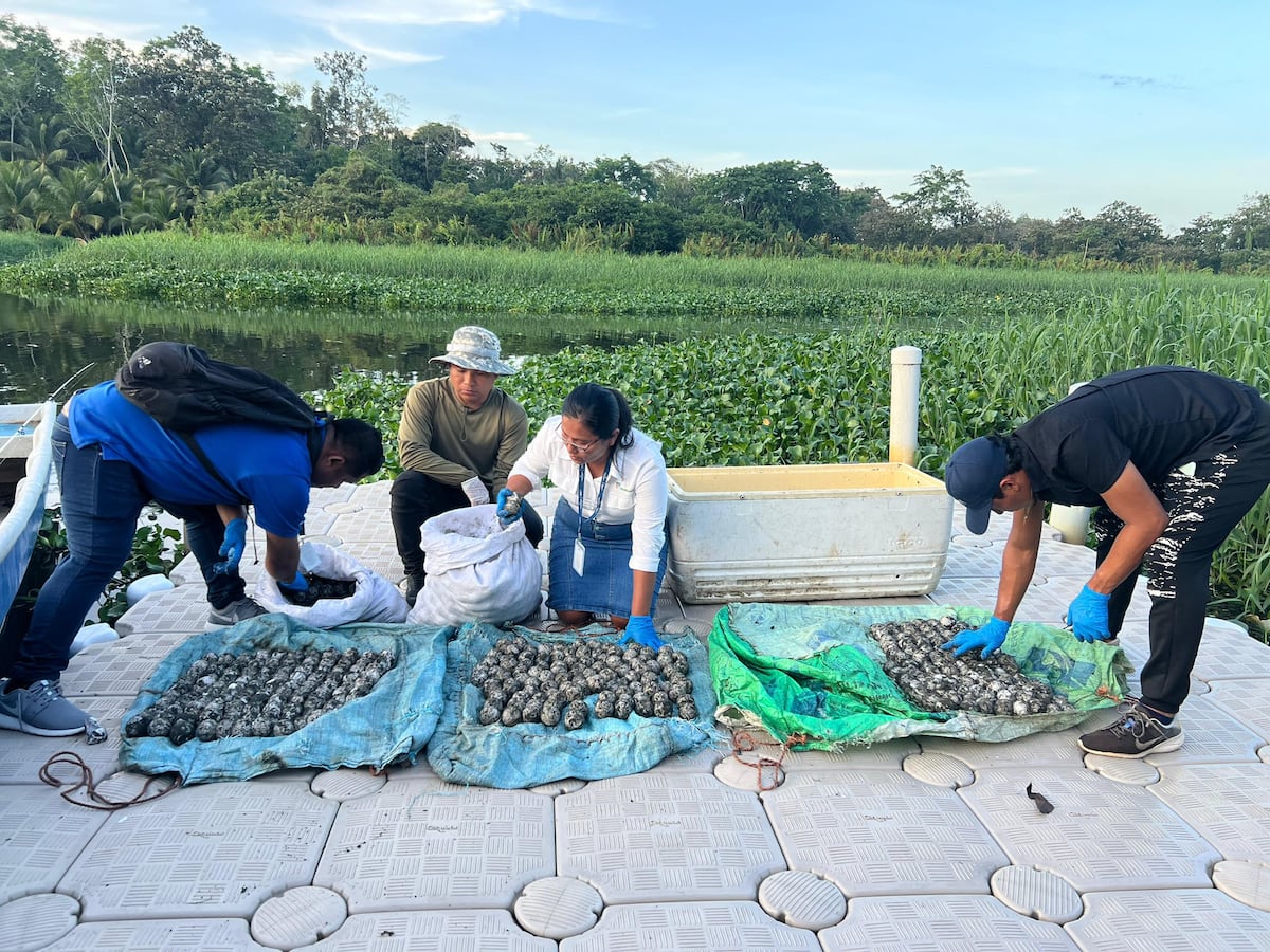 Tras hallazgo de tortuga descuartizada, MiAmbiente frustra tráfico ilegal de huevos