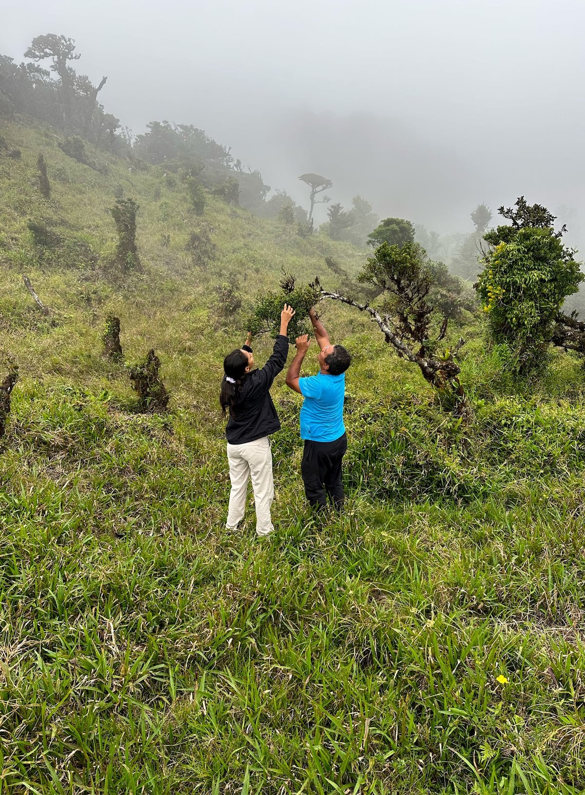 Descubren nuevo árbol en Panamá… y ya está en peligro crítico