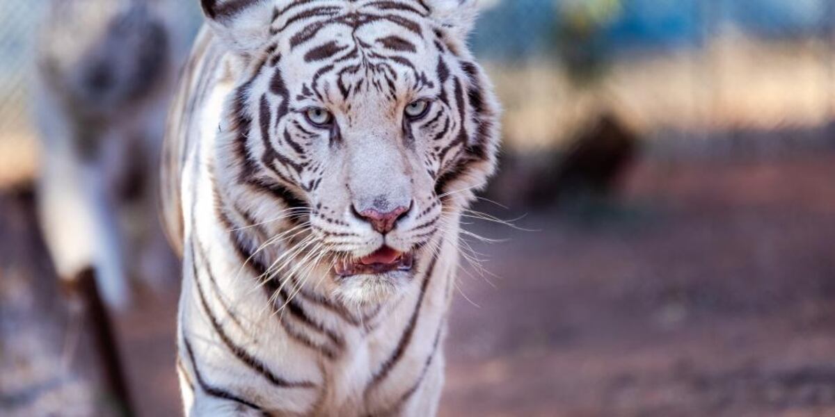 Tigre mata a trabajadora de zoológico que entró en su jaula