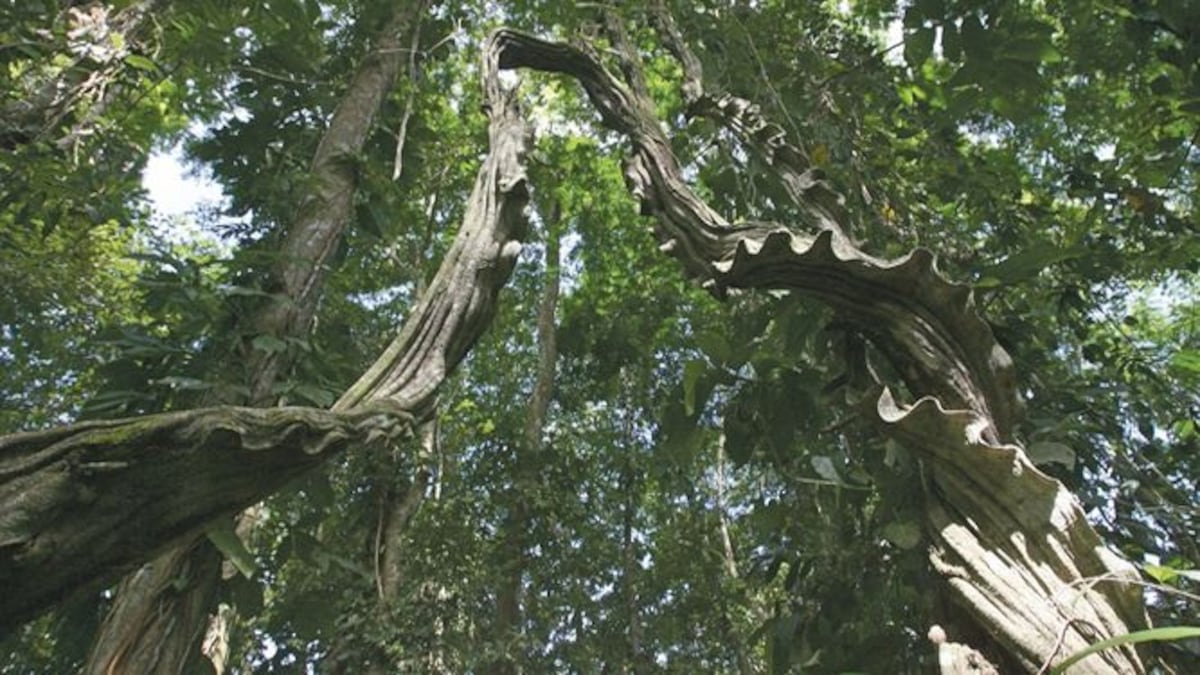 La silenciosa pérdida de bosques que obliga a Panamá a reaccionar