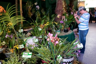 ¡Todo listo para la Expo Orquídea 38 en Boquete que arranca HOY!