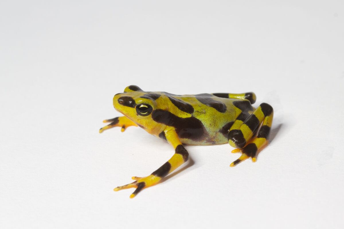 Conservación de anfibios produce resultados