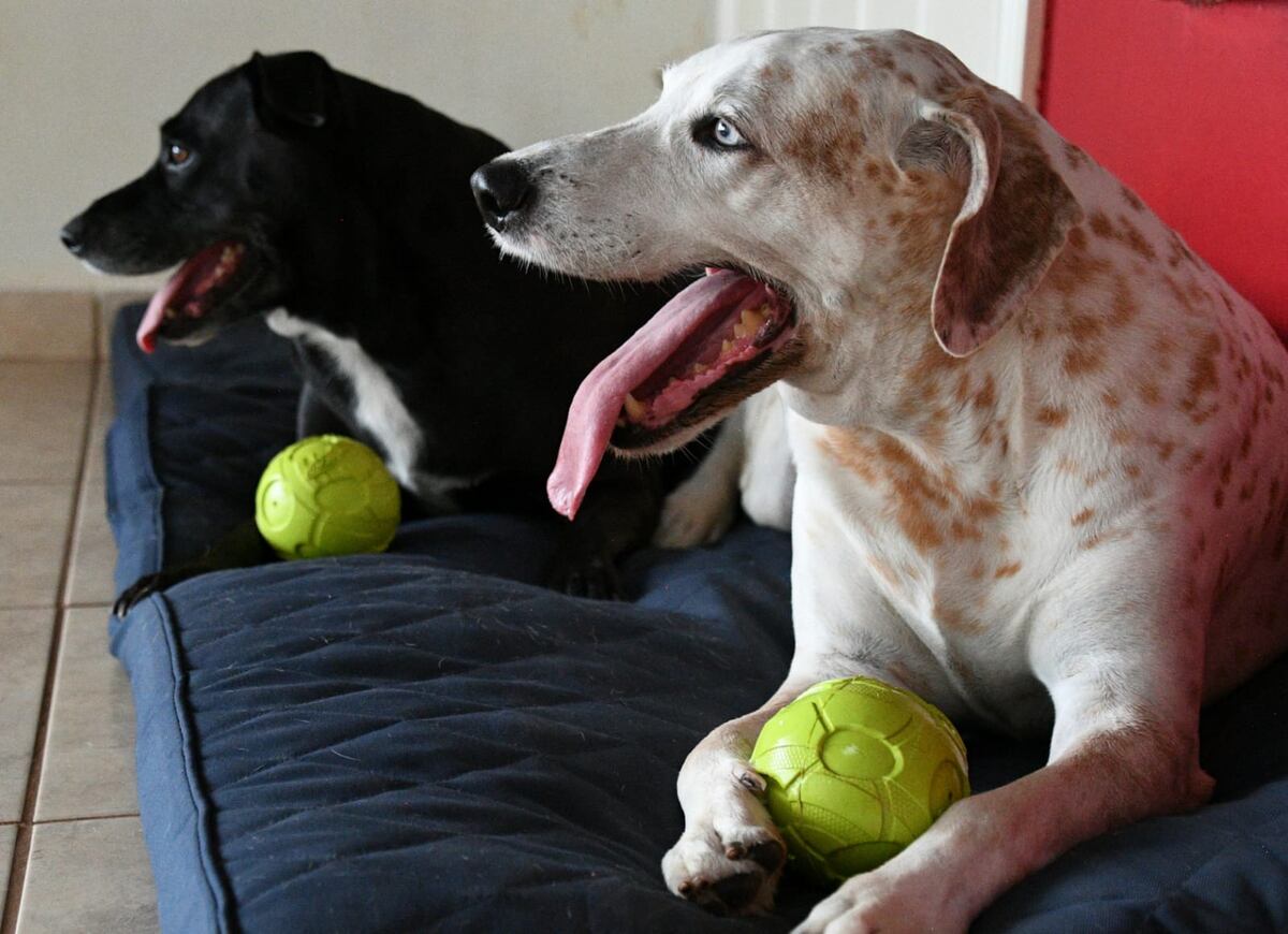 ¡Cuide a sus mascotas! 