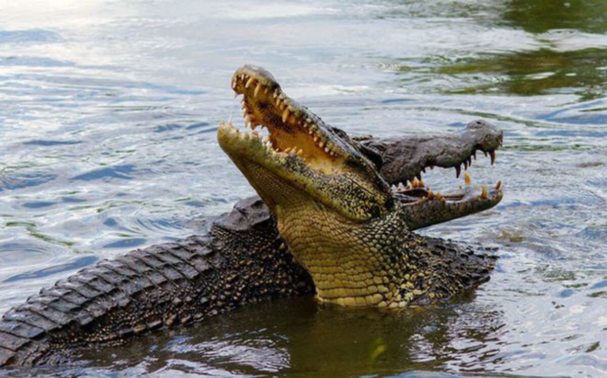 Sacan de la cárcel, golpean y encierran con cocodrilos a un presunto violador 