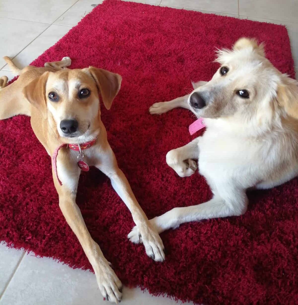 Alfredo Mitre nos recuerda la importancia del Día del perro Criollo 