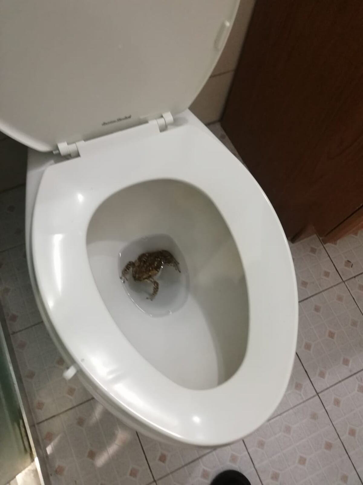 Mujer es sorprendida cuando pretendía hacer sus necesidades. Había un sapo en su inodoro. Llegó hasta la Policía