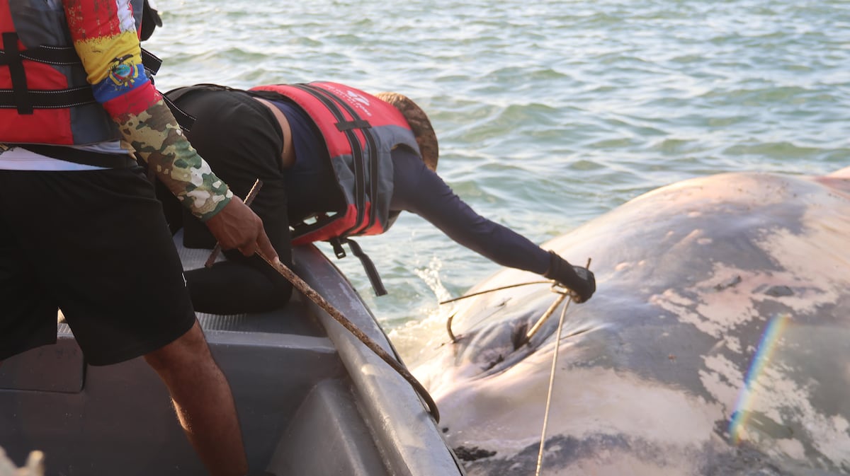 Ballena muerta obliga operativo especial en muelle de Balboa