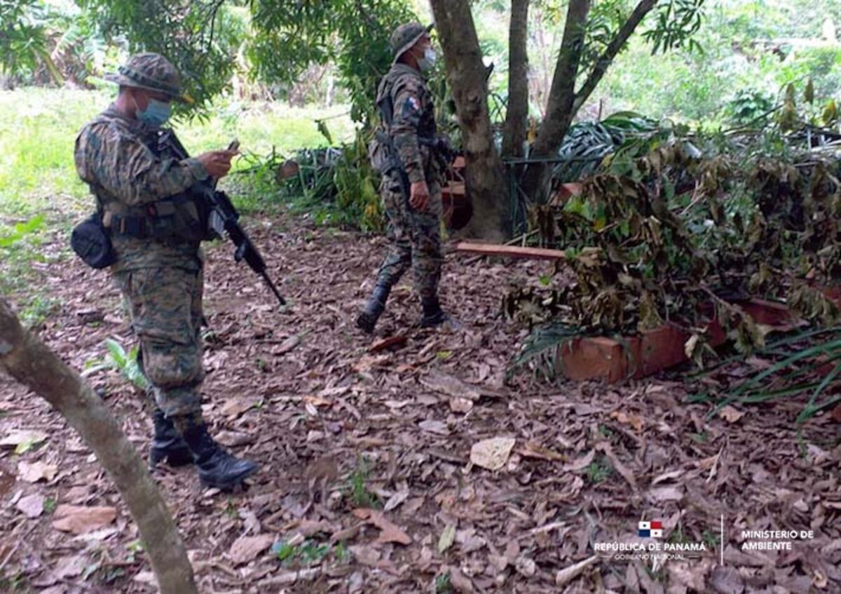 Aprovechan cuarentena para traficar madera
