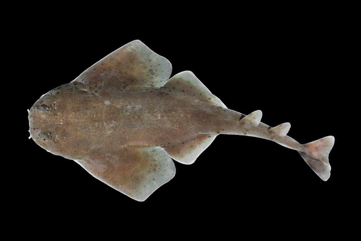 Nueva especie de tiburón ángel descubierta en Panamá