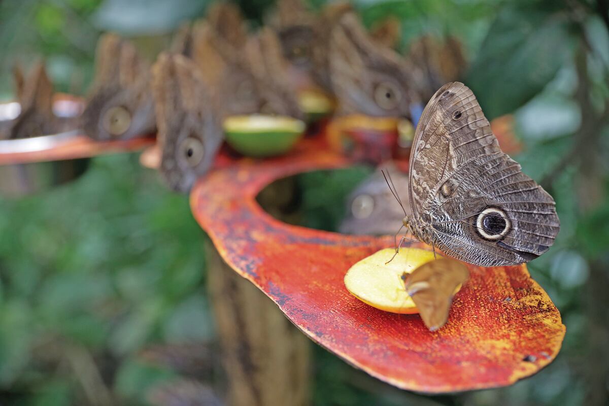 Nuevo negocio; de ganadero a ‘granjero’ de mariposas