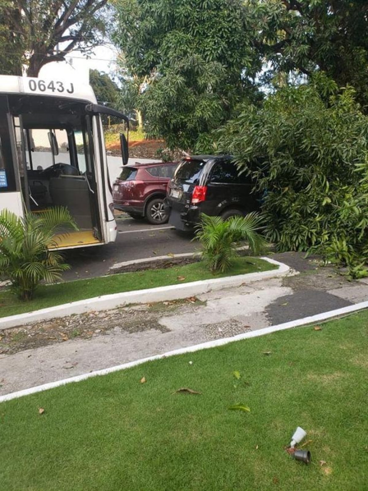 Cae árbol en calle 50 en plena vía y afecta a tres carros