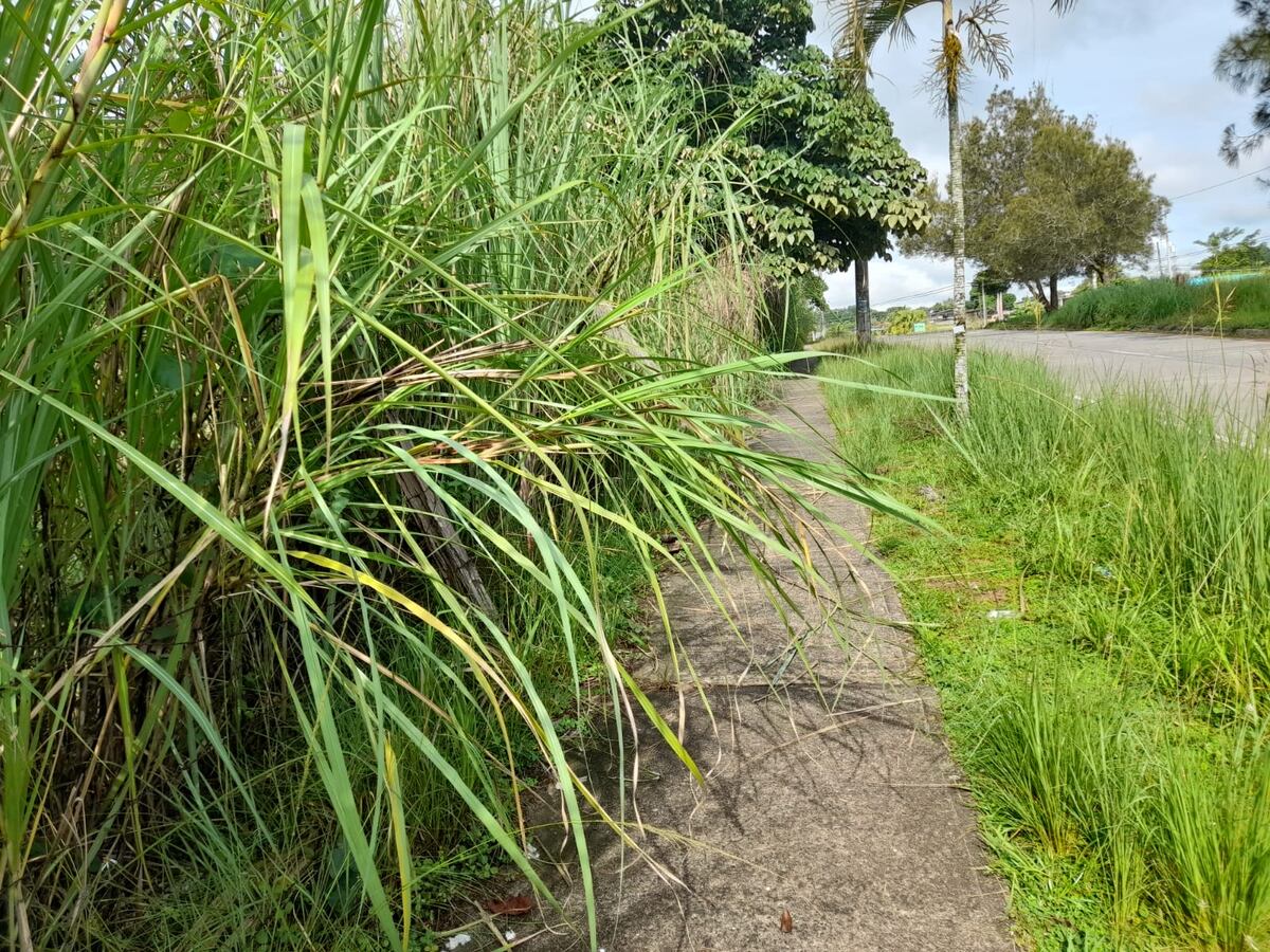 Residentes en Arraiján piden a las autoridades que corten la maleza que invadió la acera