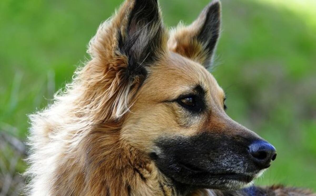 Un perro protege a su joven dueño y recibe tres balazos durante un robo