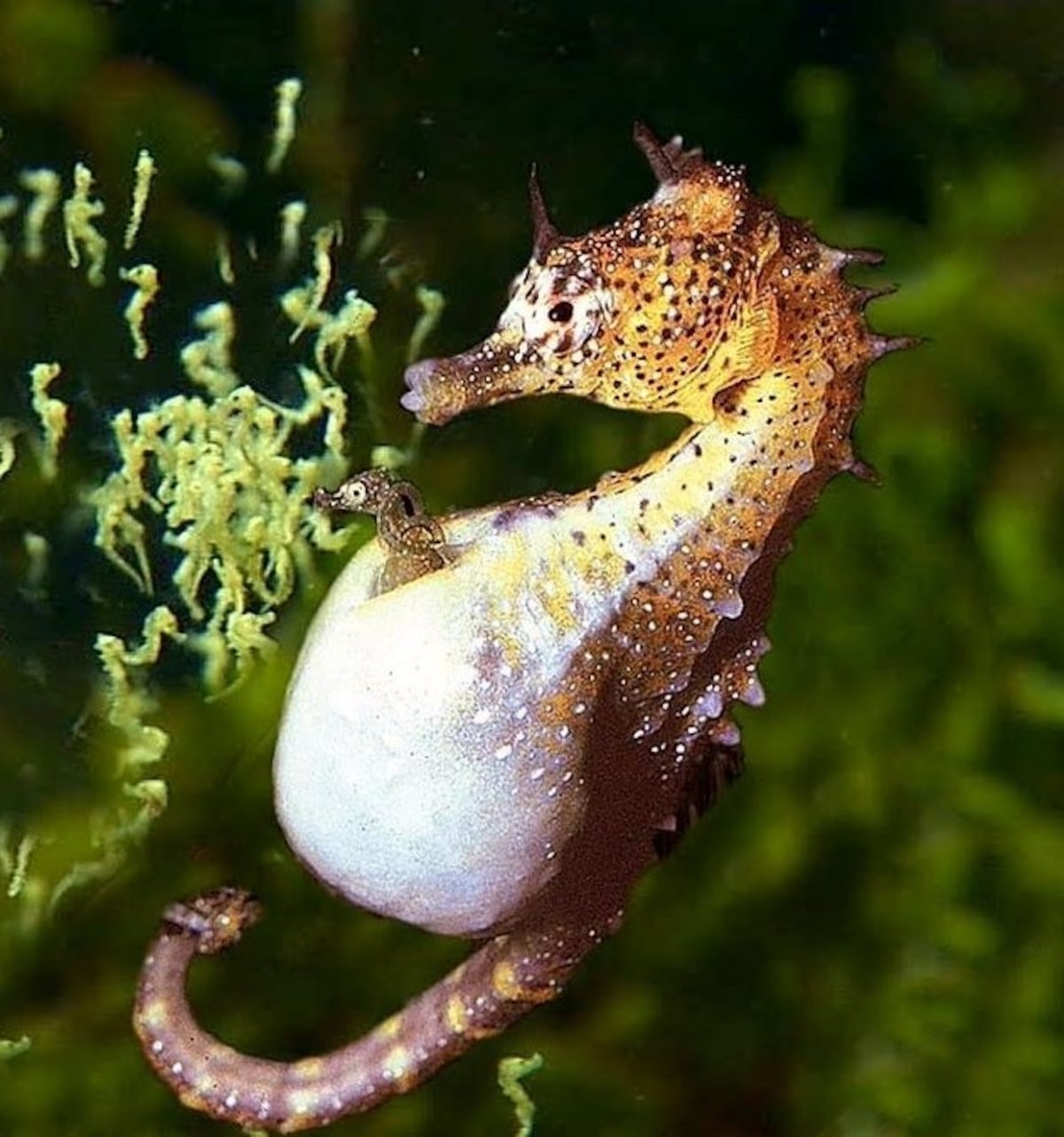 ¿Sabías que hay padres que también paren a sus hijos?