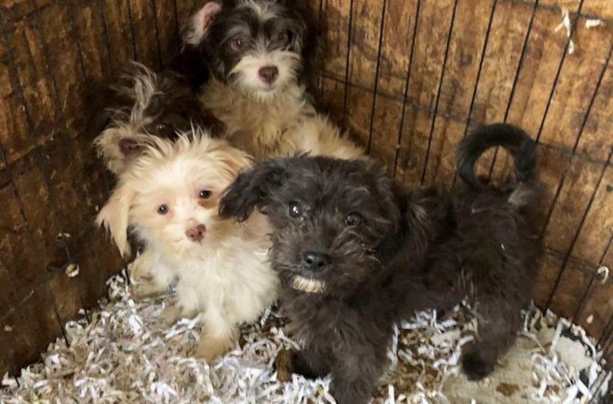 Mujer fue arrestada tras hallarle 40 perros congelados en su casa