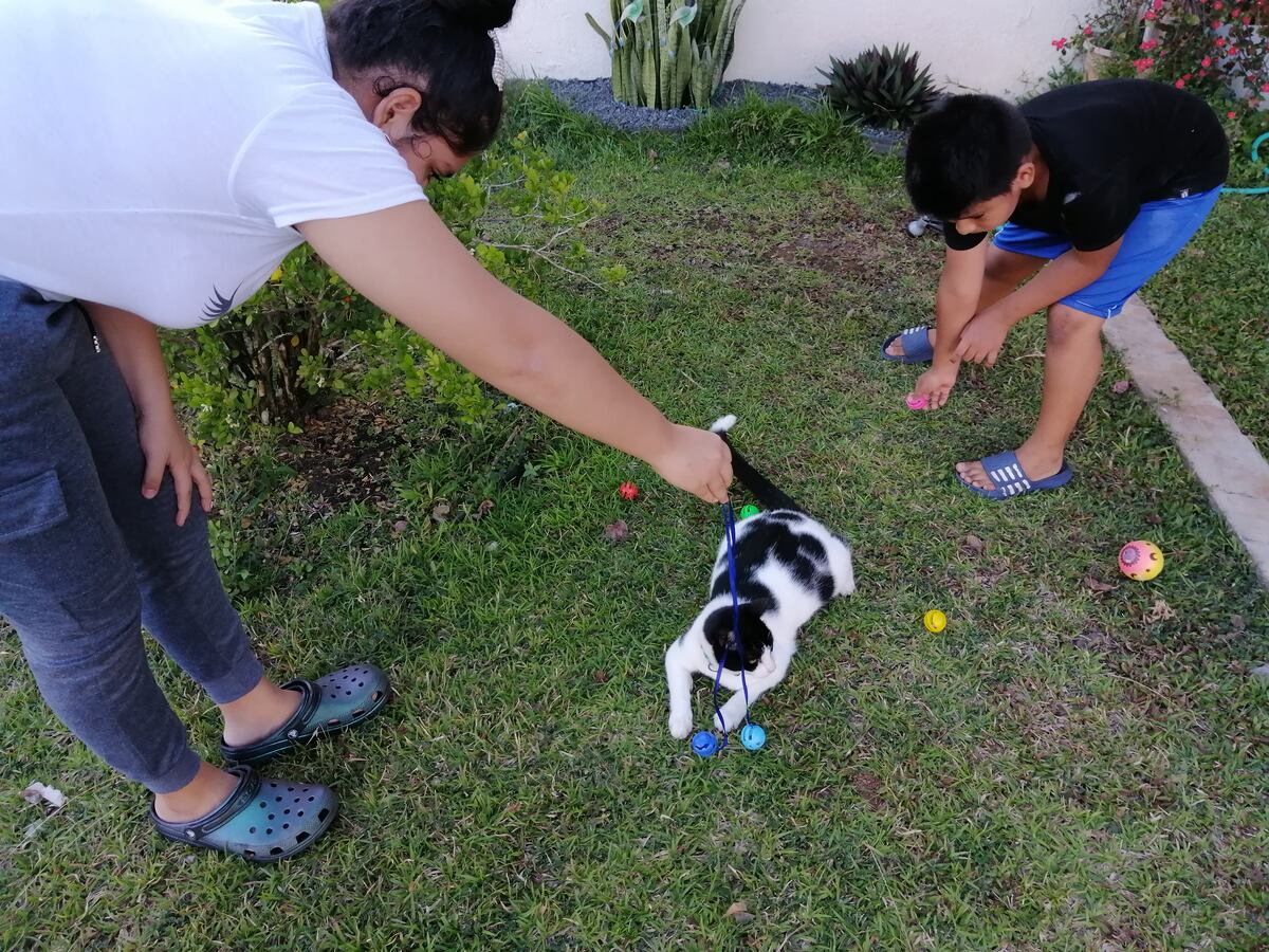 Ayude a sus mascotas a liberar estrés, la soledad también los pone con ansiedad