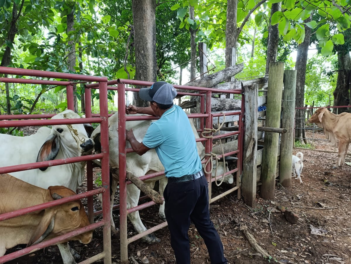 MIDA captura 8.100 murciélagos y salva fincas de rabia bovina