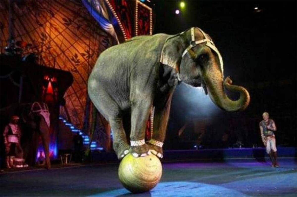 Elefante que hacía una maroma en circo perdió el equilibrio y le cayó al público