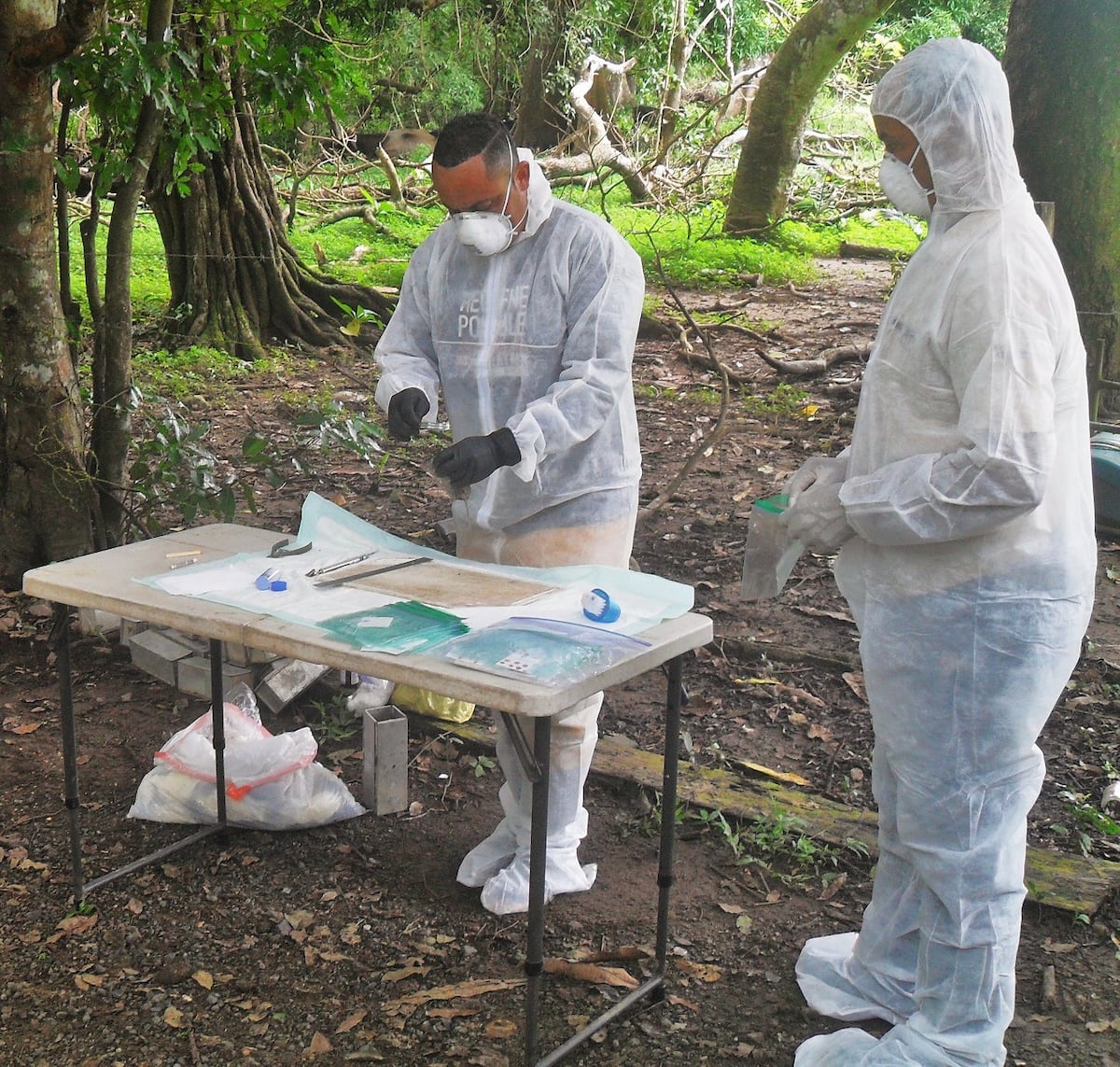Los riesgos de comer ‘carne de monte’