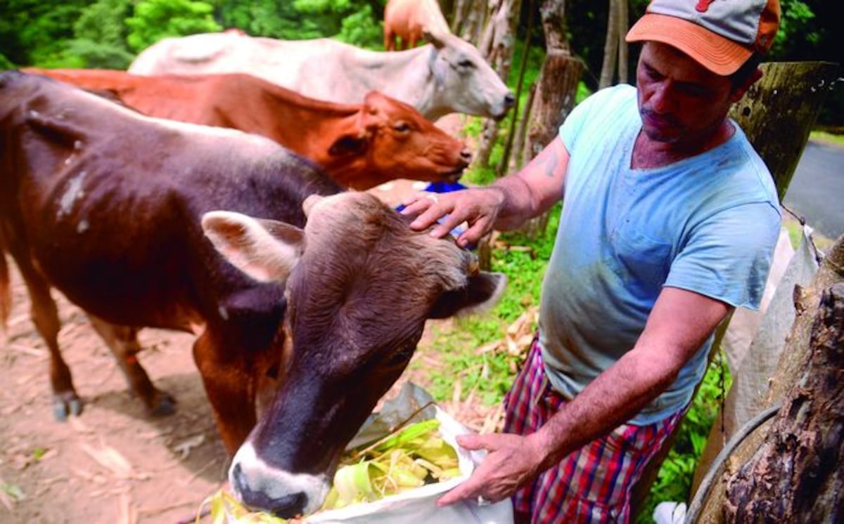 Víctimas de hurto pecuario revelan su impotencia y piden mayor vigilancia
