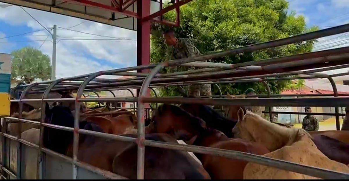 Aprehenden a ciudadano por presunta falsificación de documentos en Chiriquí +Video
