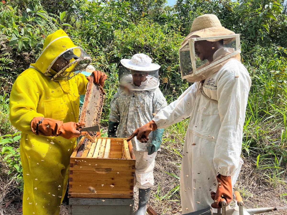 Producción de miel en Panamá crece y supera los 67 mil galones en 2025